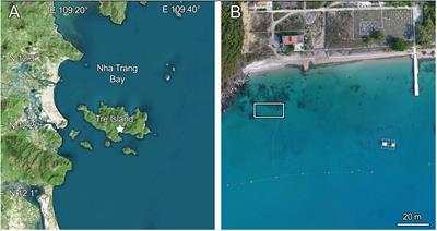 Seasonal bleaching and partial mortality of Pocillopora verrucosa corals of the coast of central Vietnam